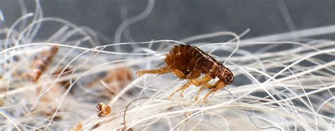 can fleas reproduce without pets.